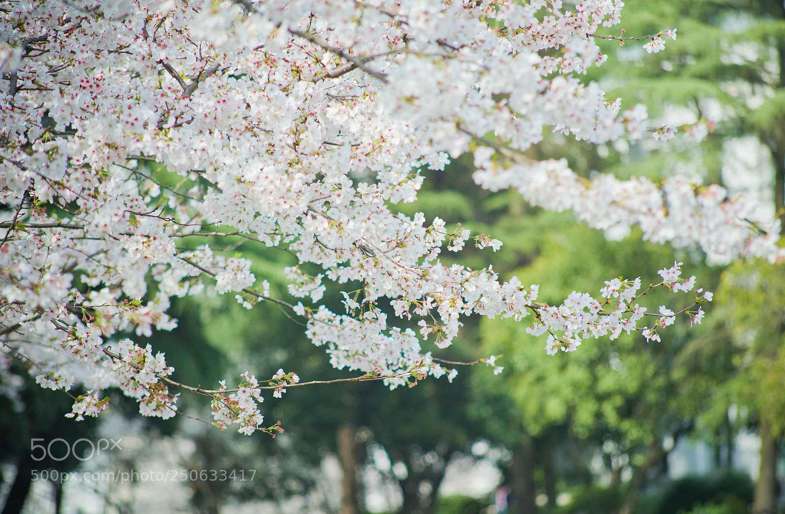 Nikon D700 sample photo. Cherry blossom photography
