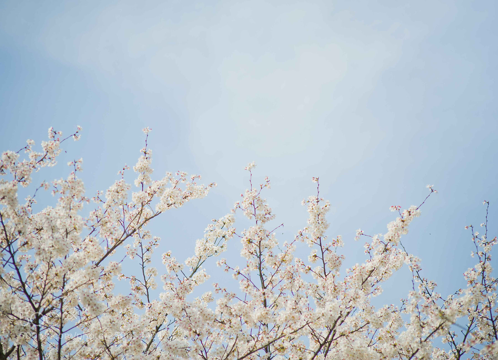 Nikon D700 sample photo. Cherry blossom photography