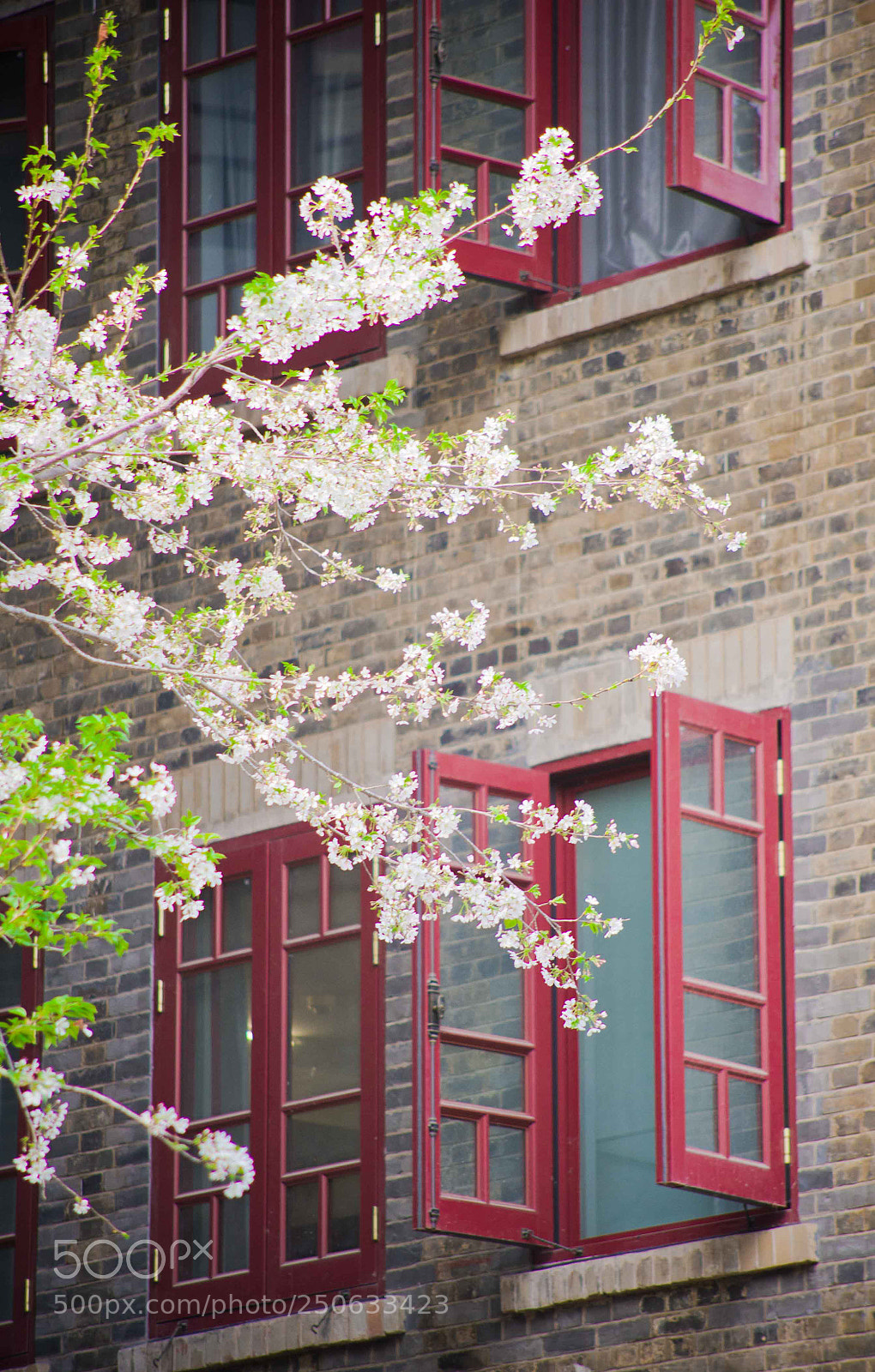 Nikon D700 sample photo. Cherry blossom photography
