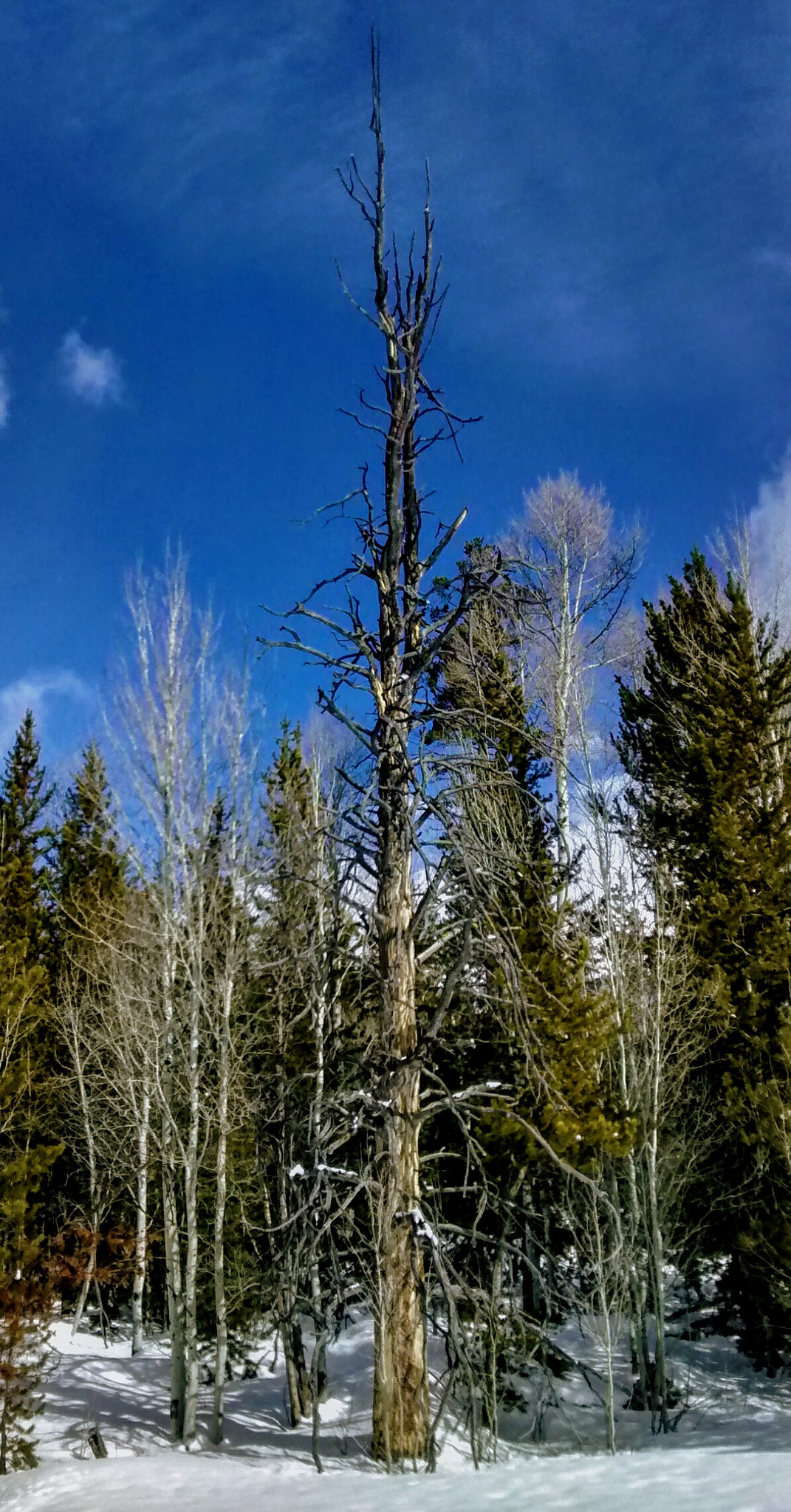 Motorola Moto G (1st Gen) sample photo. Dead tree walking photography