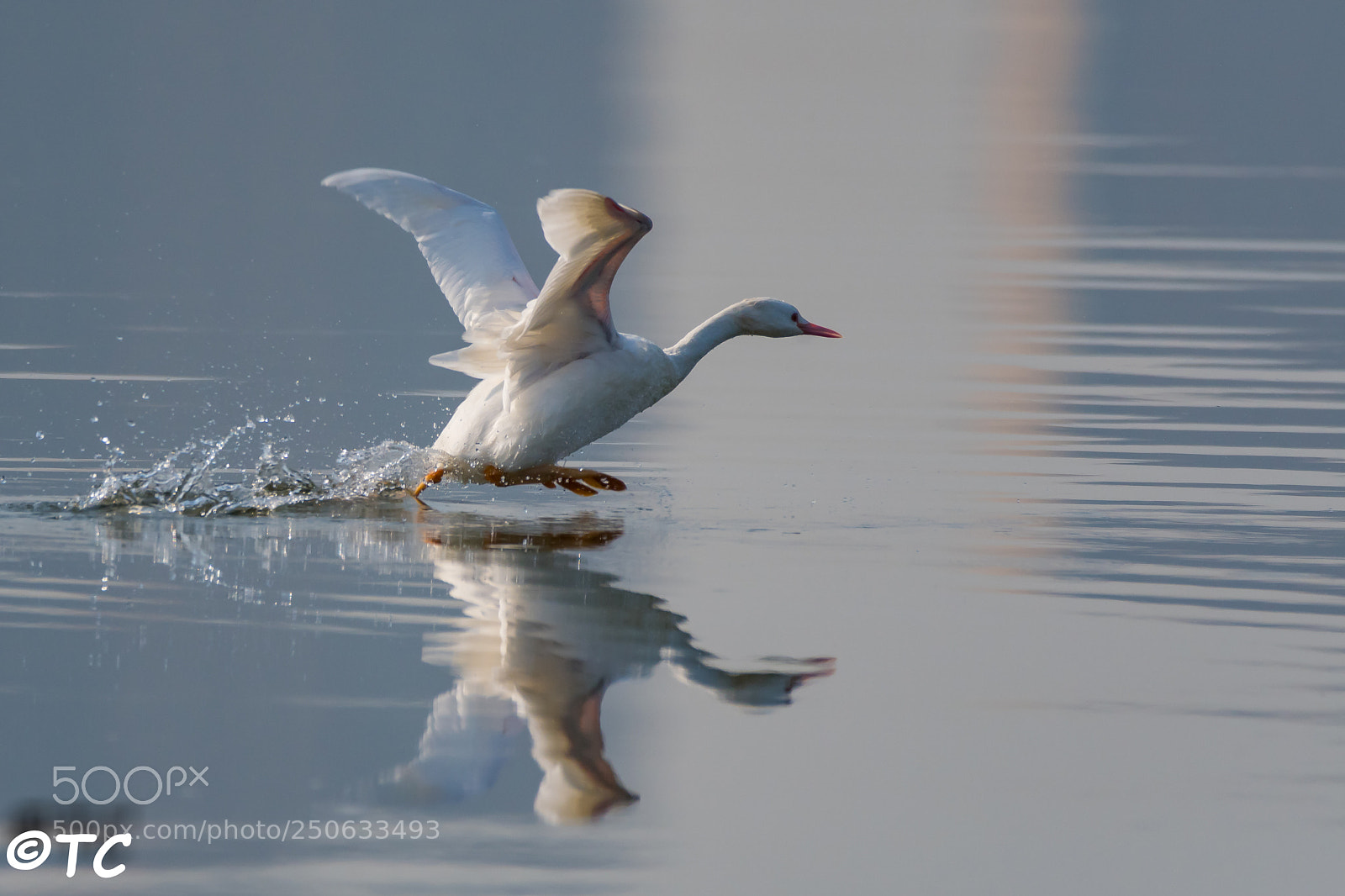 Nikon D500 sample photo. Podiceps cristatus photography