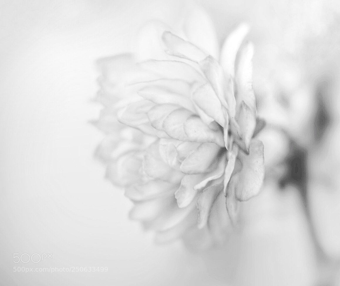 Sony a7 II sample photo. Earth star photography