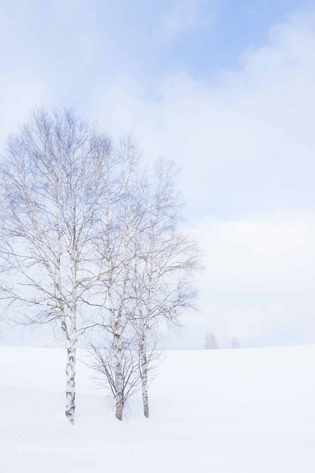 Sony a7 II sample photo. 180131hokkaido-594.jpg photography