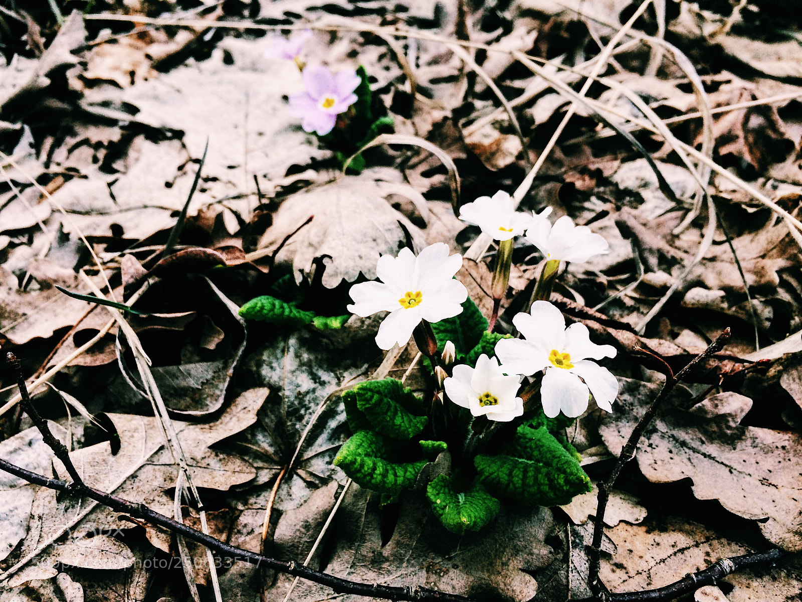 Apple iPhone 5s sample photo. Paradise flower photography