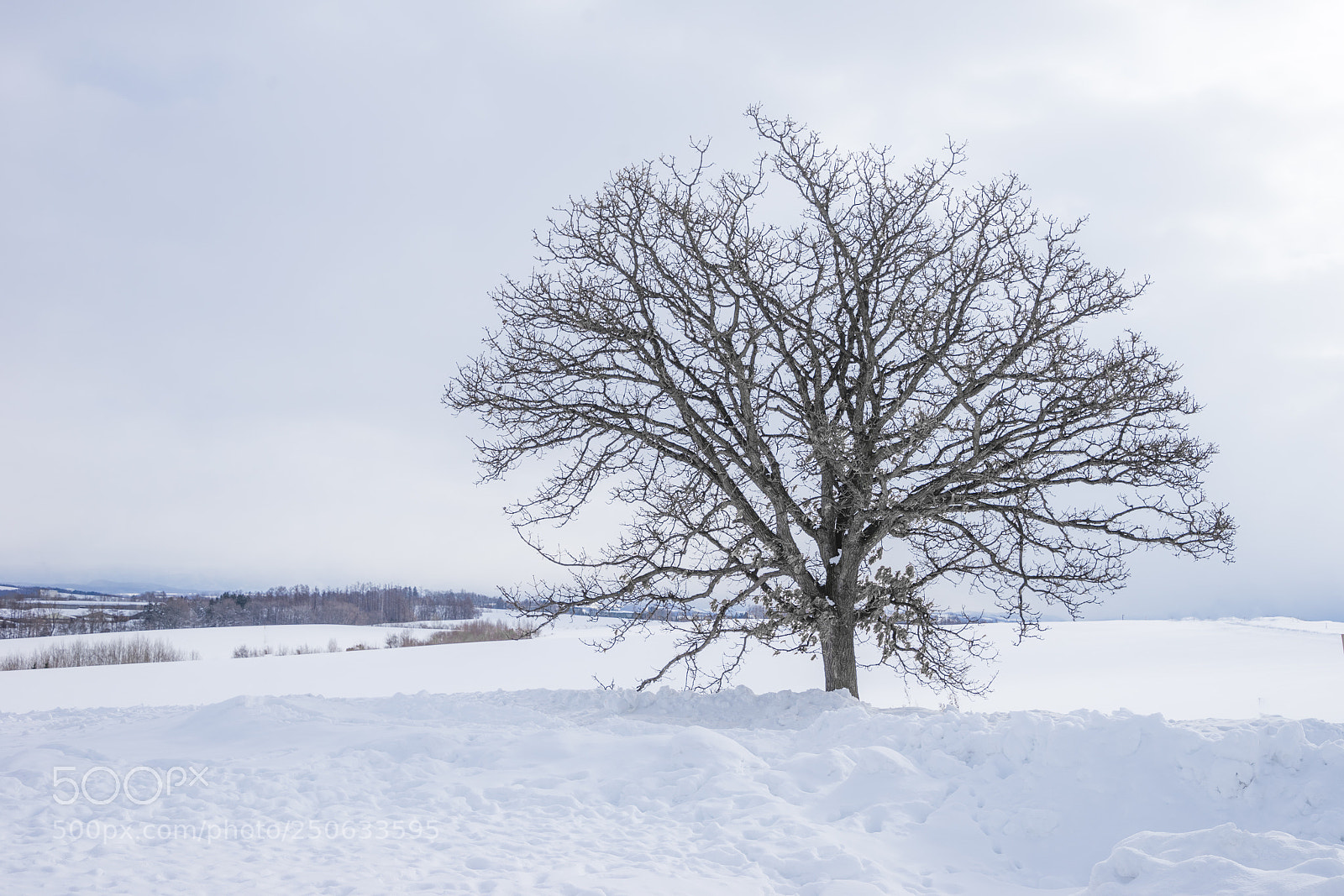 Sony a7 II sample photo. Bare trees in snowy photography