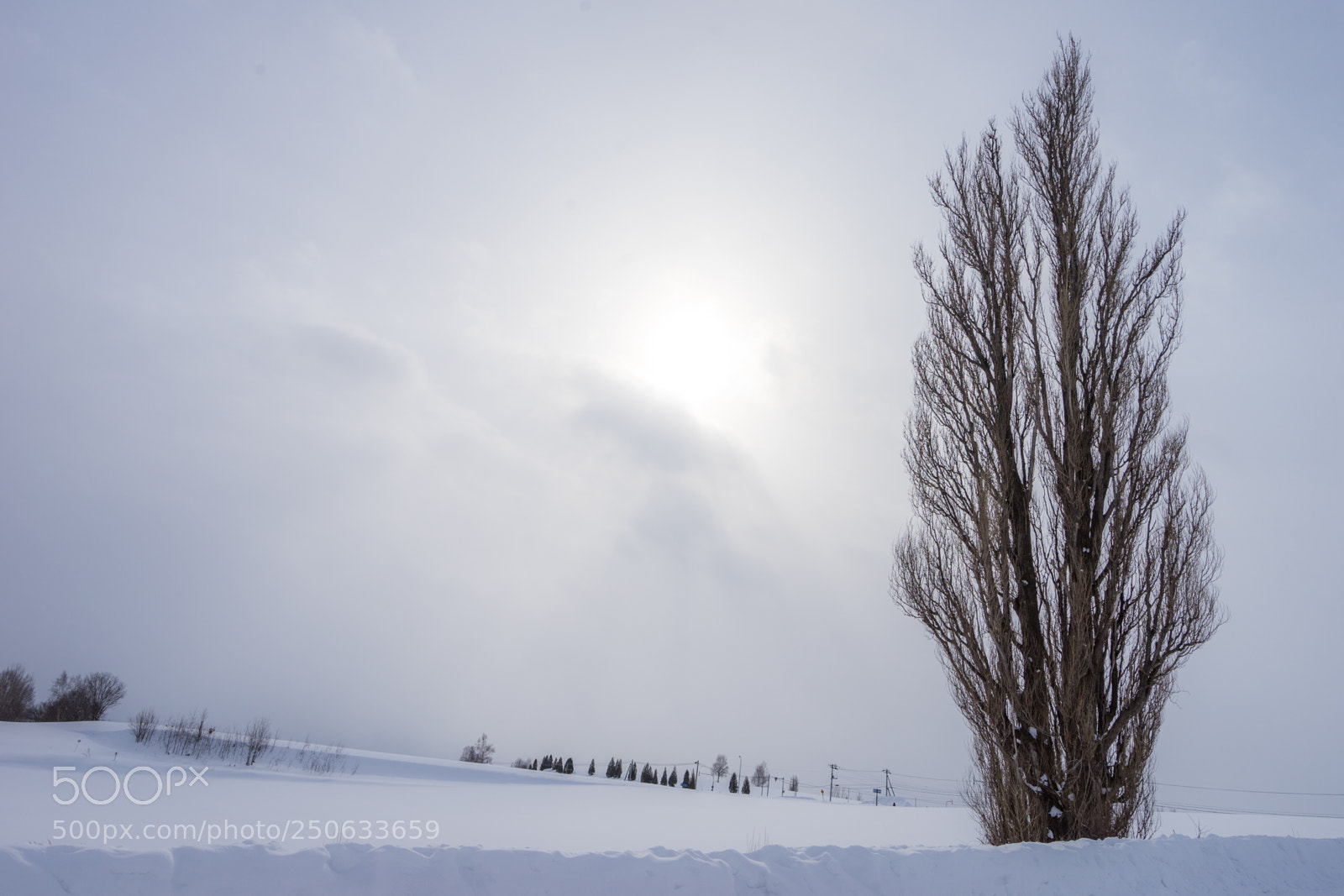 Sony a7 II sample photo. 180131hokkaido-624.jpg photography