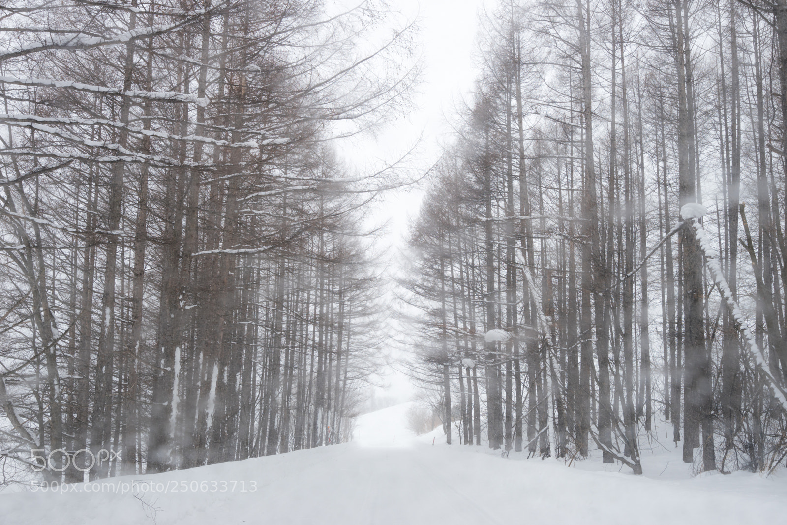 Sony a7 II sample photo. 180131hokkaido-641.jpg photography