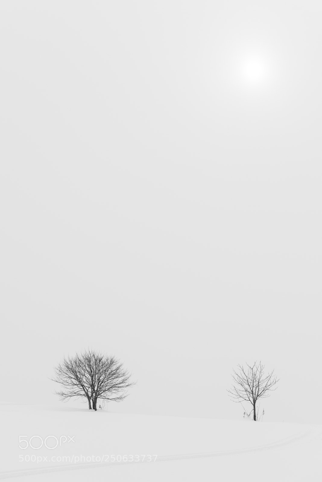 Nikon D810 sample photo. 180131hokkaido-109.jpg photography