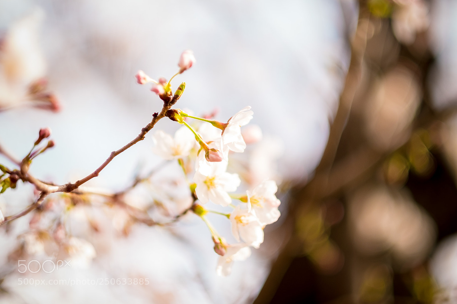 Fujifilm X-T1 sample photo. Cherry blossom in tokyo photography