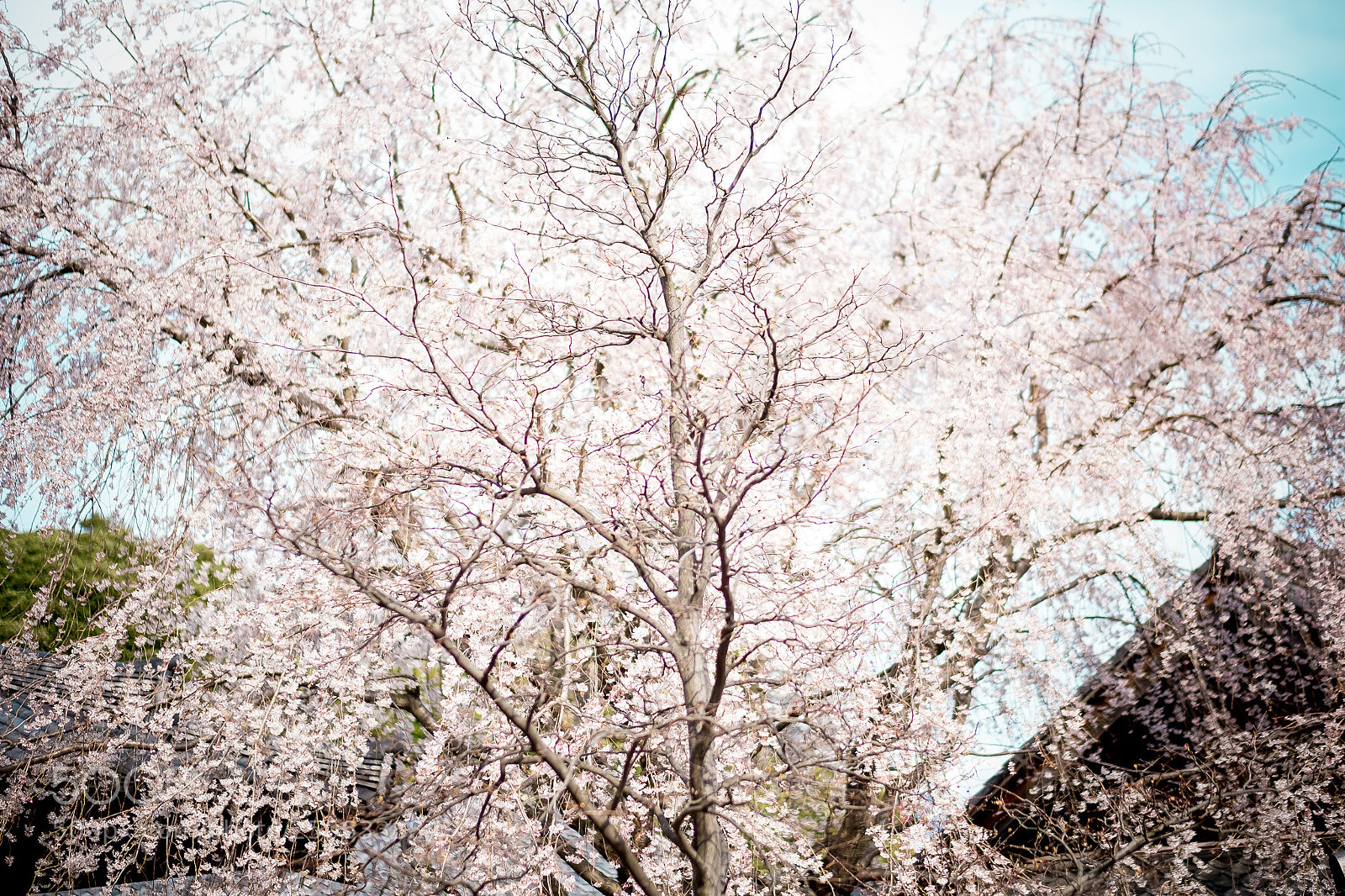 Fujifilm X-T1 sample photo. Cherry blossom in tokyo photography