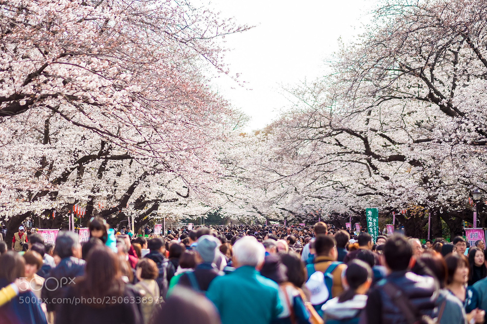 Fujifilm X-T1 sample photo. Cherry blossom in tokyo photography