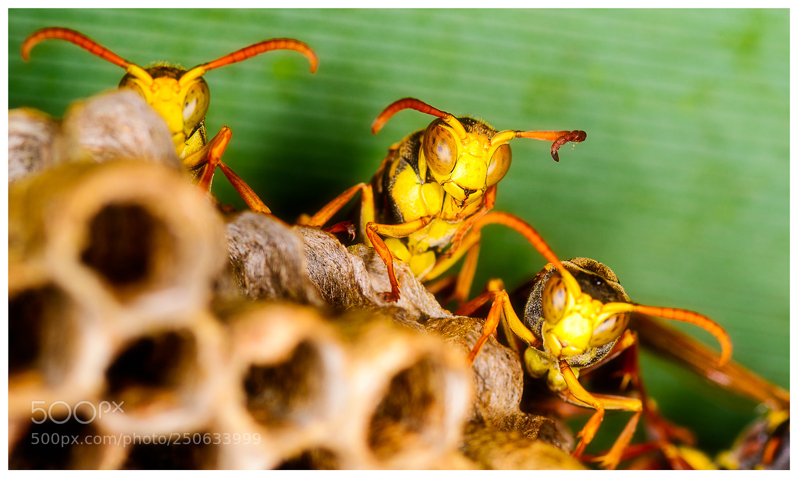 Nikon D500 sample photo. Sentinel photography