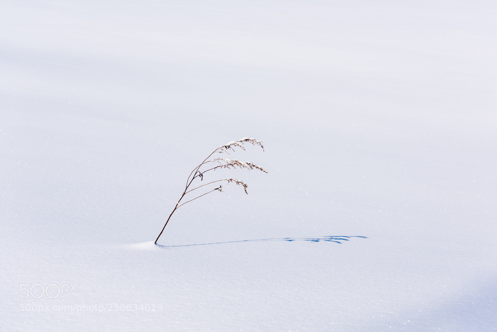 Nikon D810 sample photo. 180201hokkaido-119.jpg photography