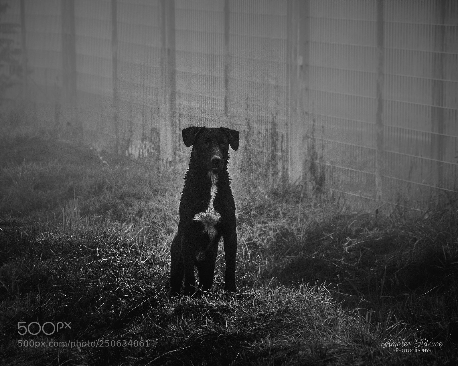 Nikon D3300 sample photo. Dog: facing mist photography
