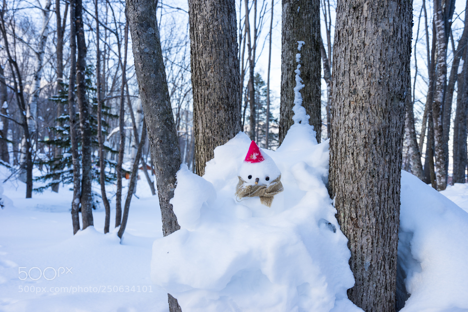 Sony a7 II sample photo. 180201hokkaido-794.jpg photography