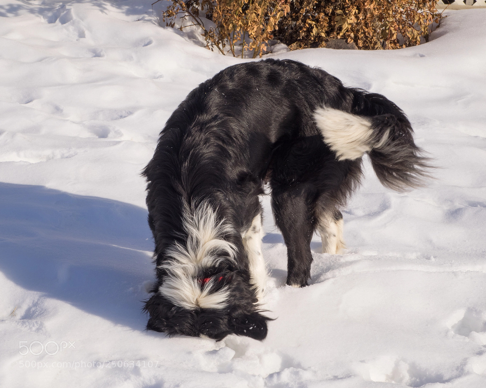 Olympus OM-D E-M1 sample photo. Where's that toy? photography