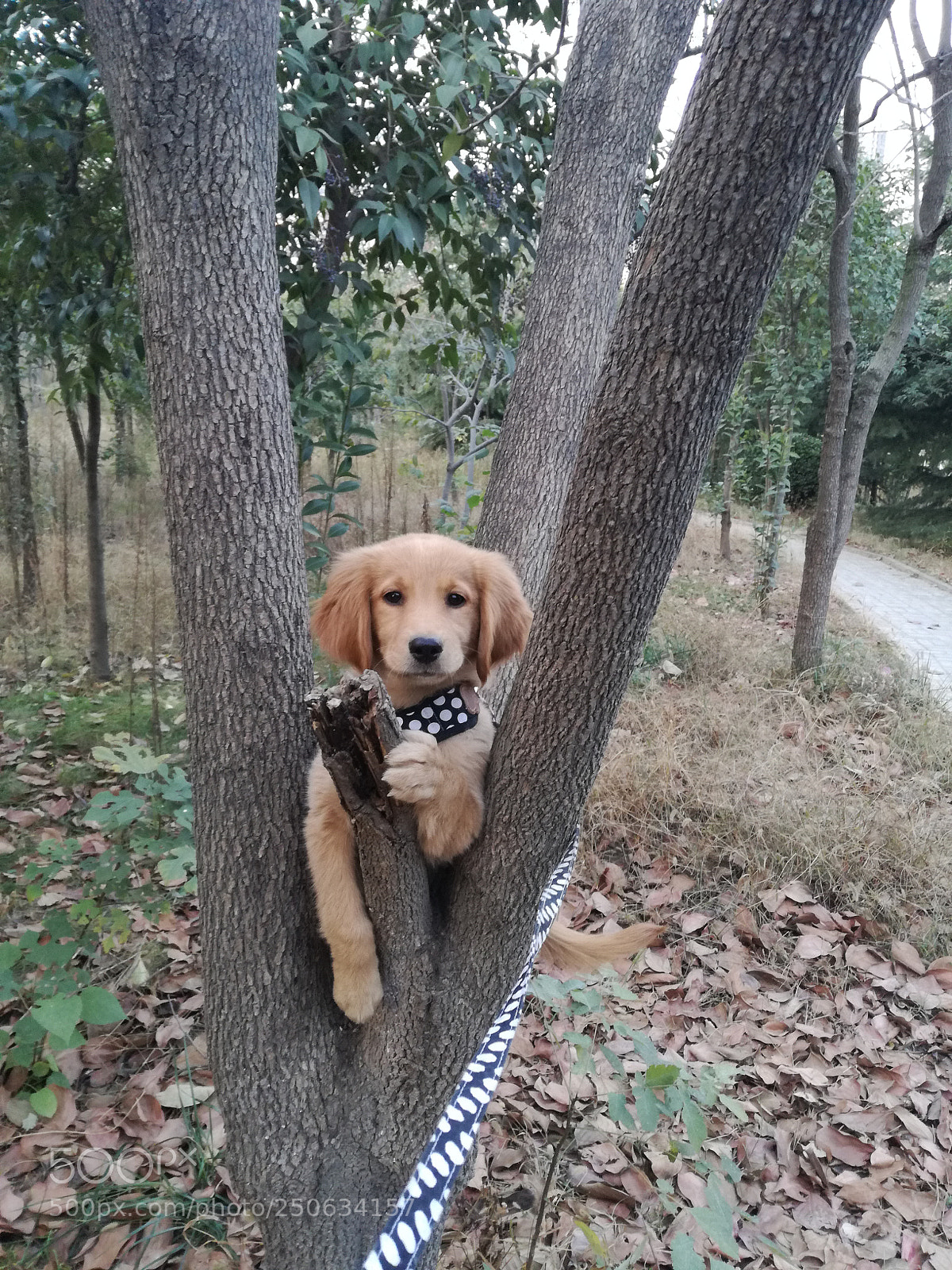 HUAWEI P9 LITE sample photo. My dog was sent photography