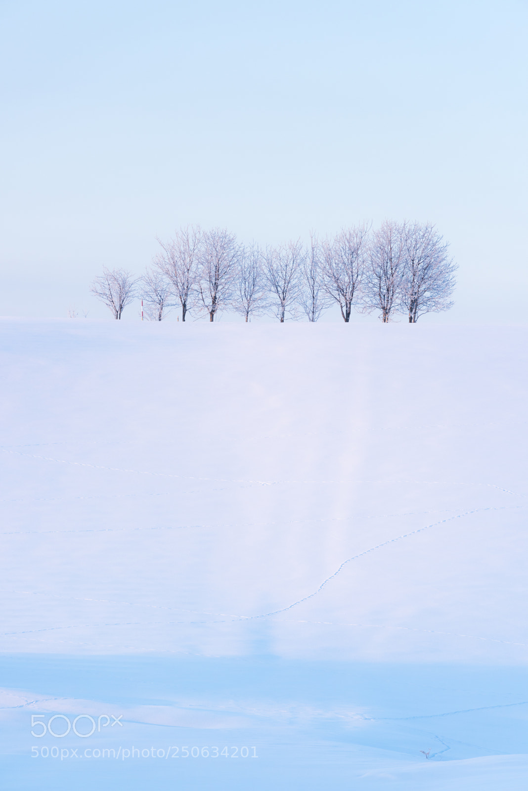 Nikon D810 sample photo. 180202hokkaido-165.jpg photography