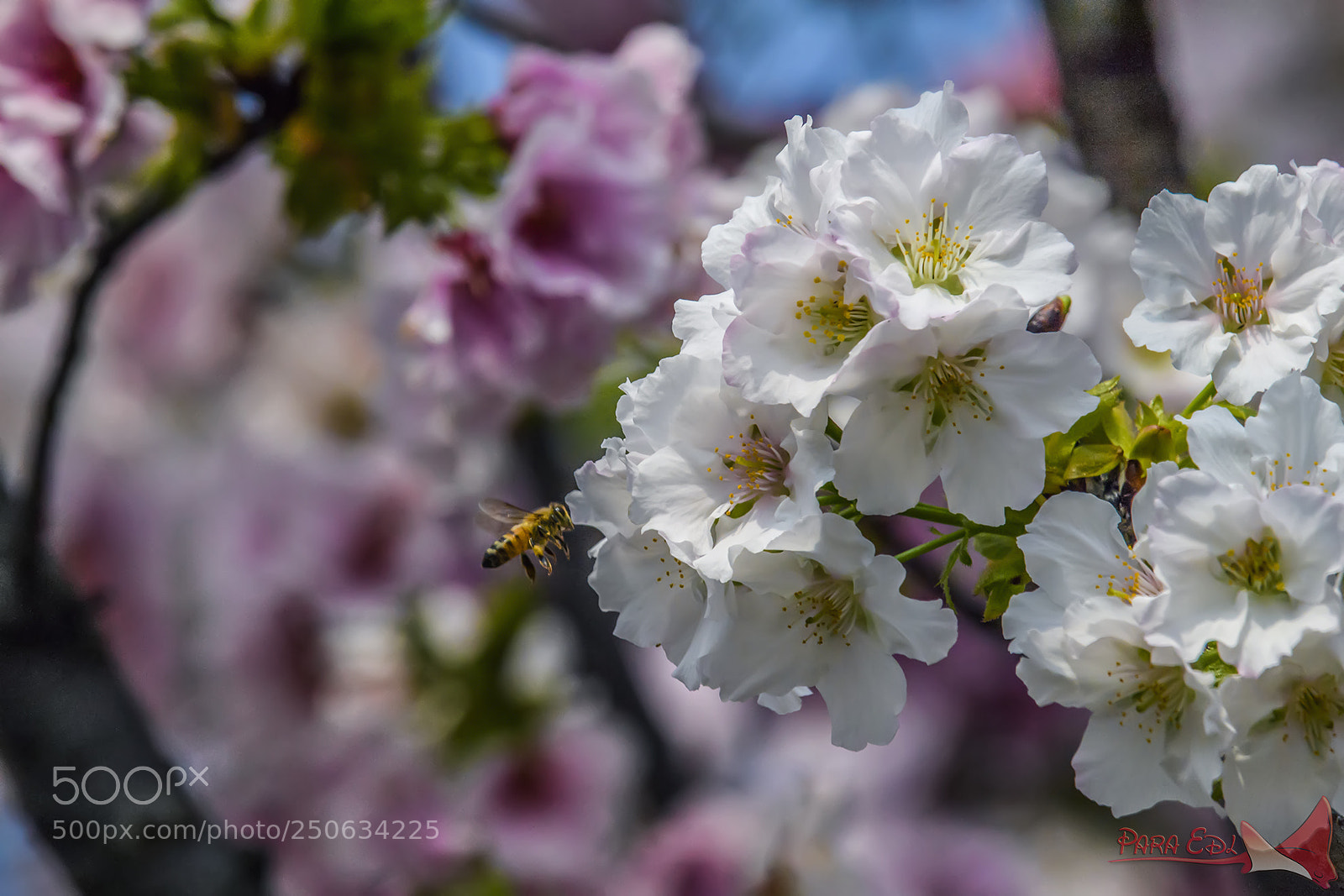 Nikon D5 sample photo. Cherry blossom photography