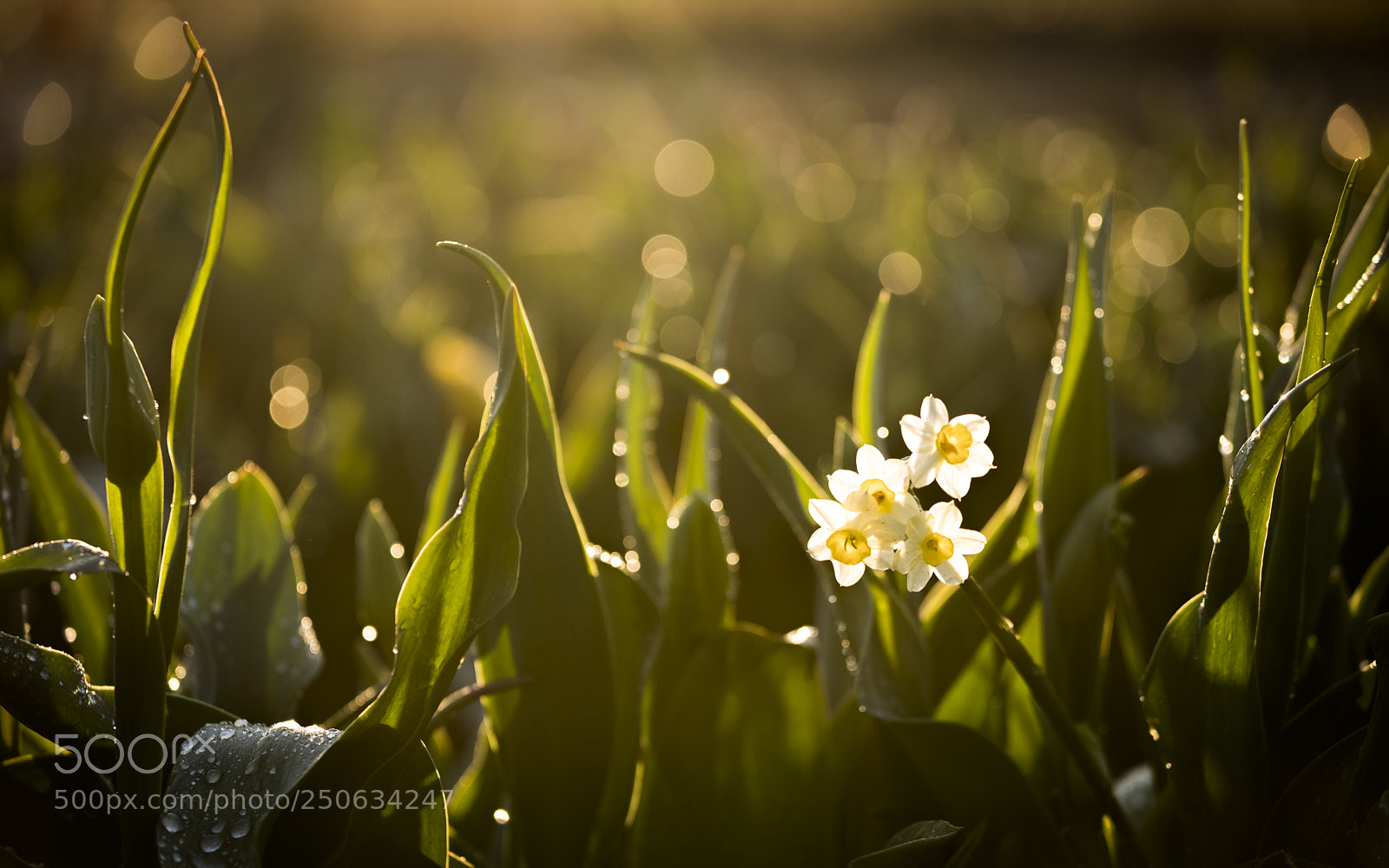 Sony a7R III sample photo. Lightfall photography