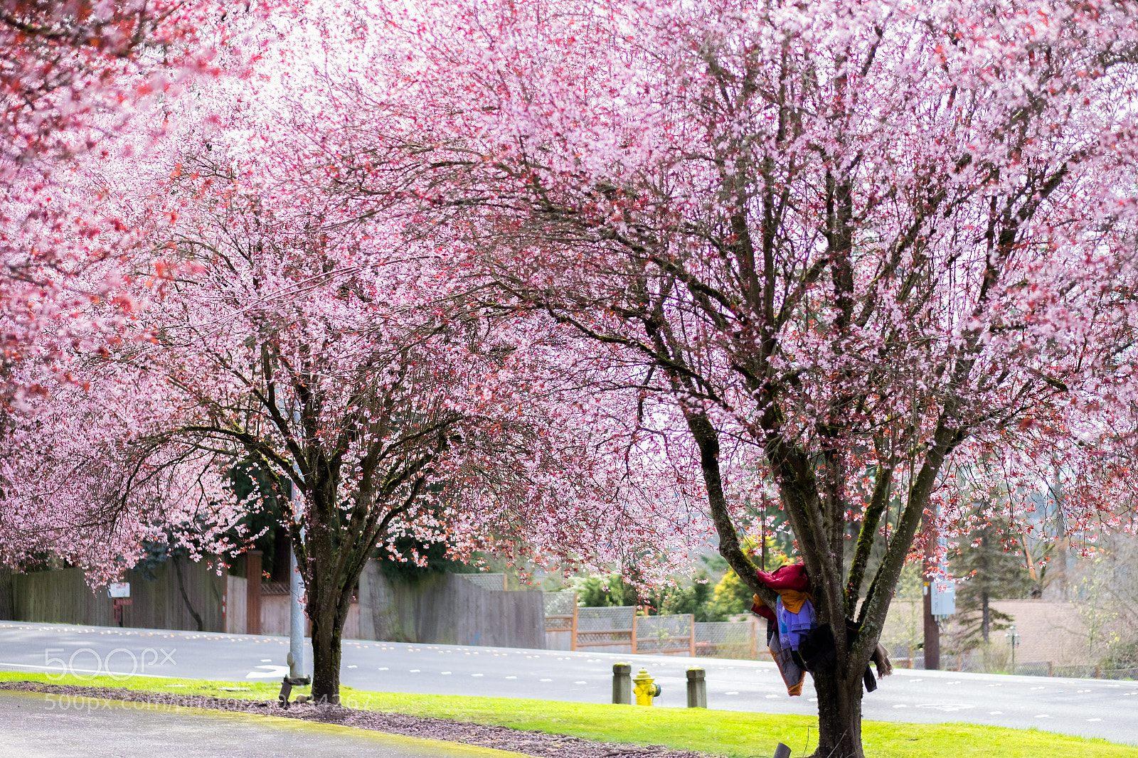 Fujifilm X-T1 sample photo. Cherry blossom photography