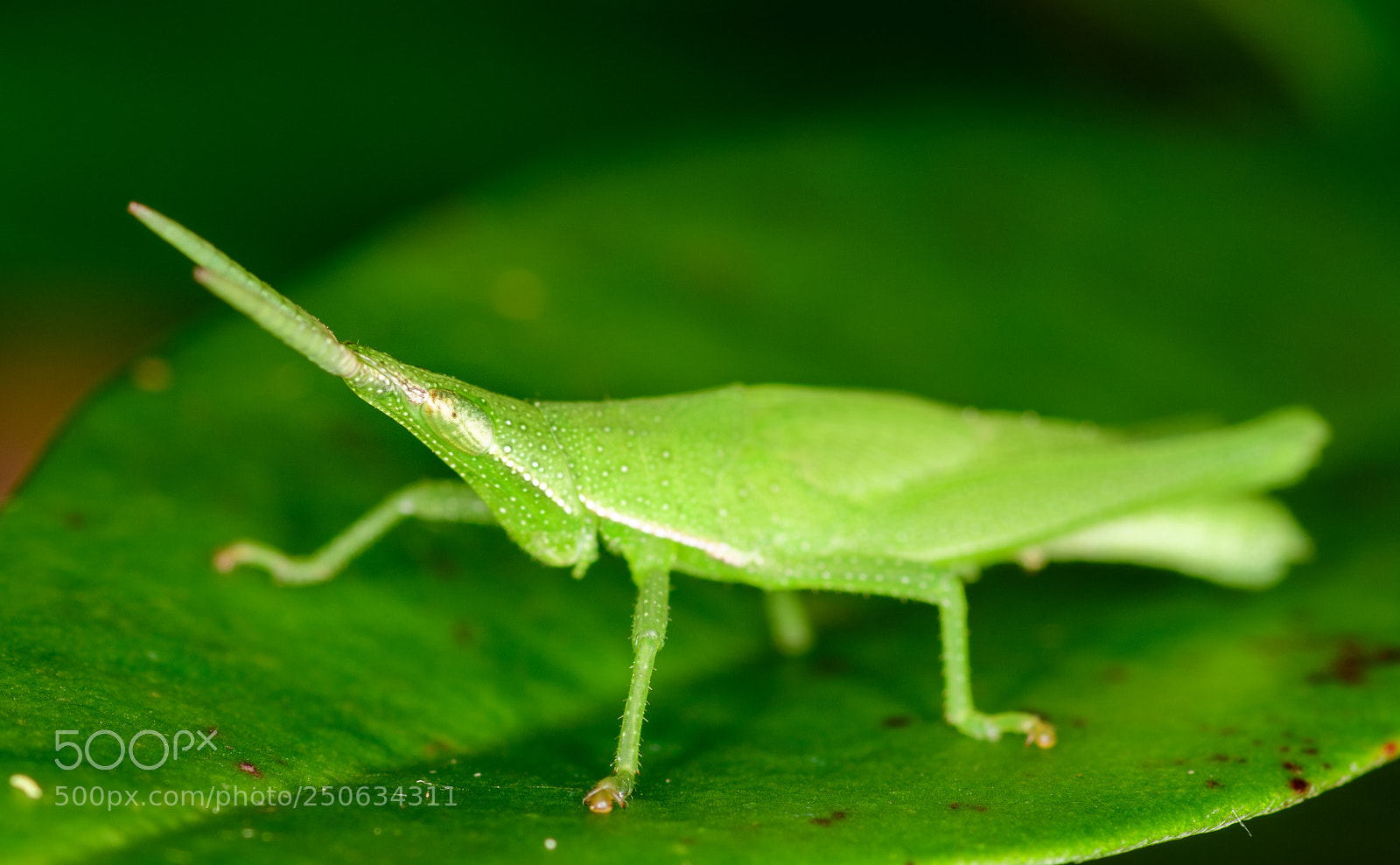 Nikon D500 sample photo. Green photography
