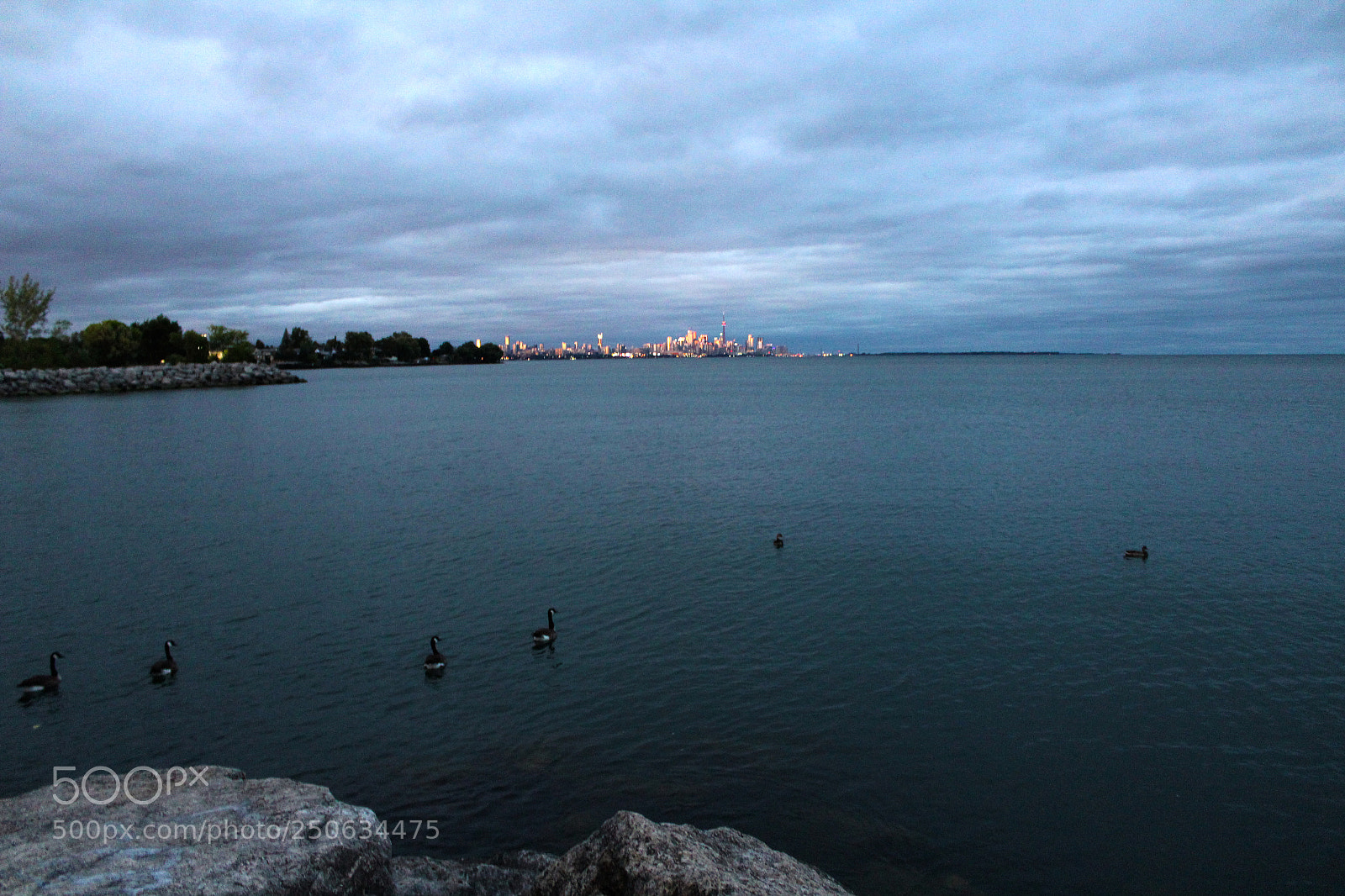 Canon EOS 1200D (EOS Rebel T5 / EOS Kiss X70 / EOS Hi) sample photo. Geese of toronto photography