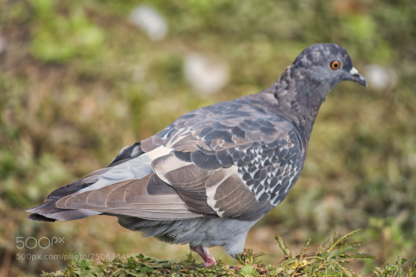 Canon EOS 1100D (EOS Rebel T3 / EOS Kiss X50) sample photo. The lonely pigeon photography