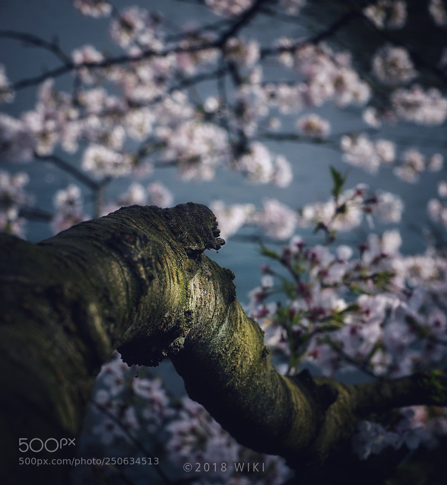Sony a5100 sample photo. Sakura 樱花 photography