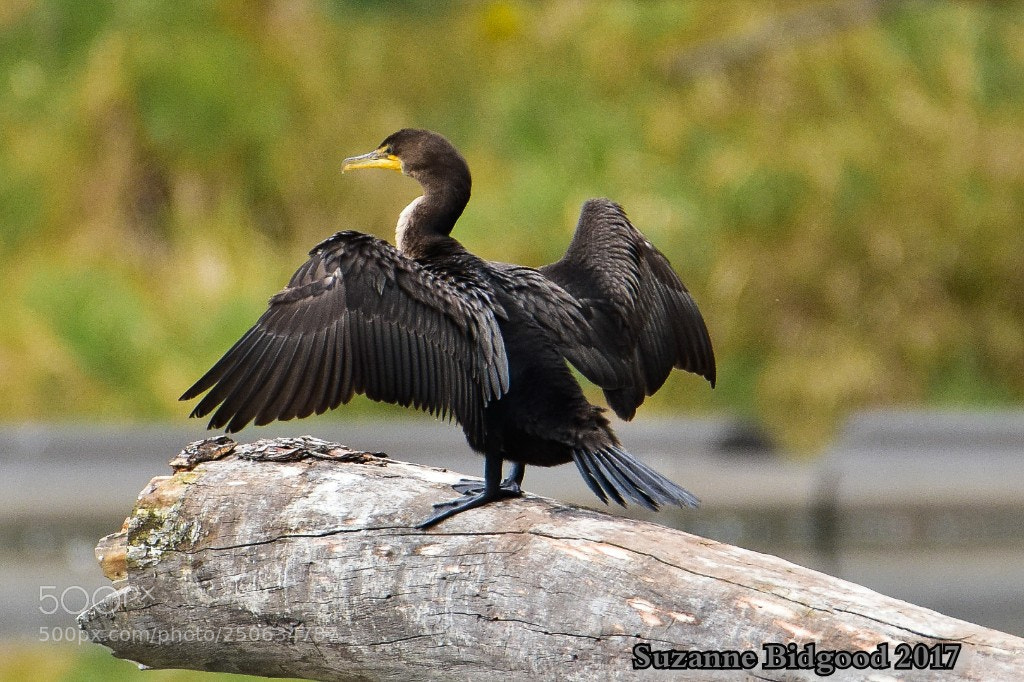 Nikon D7200 sample photo. Double crested comorant photography