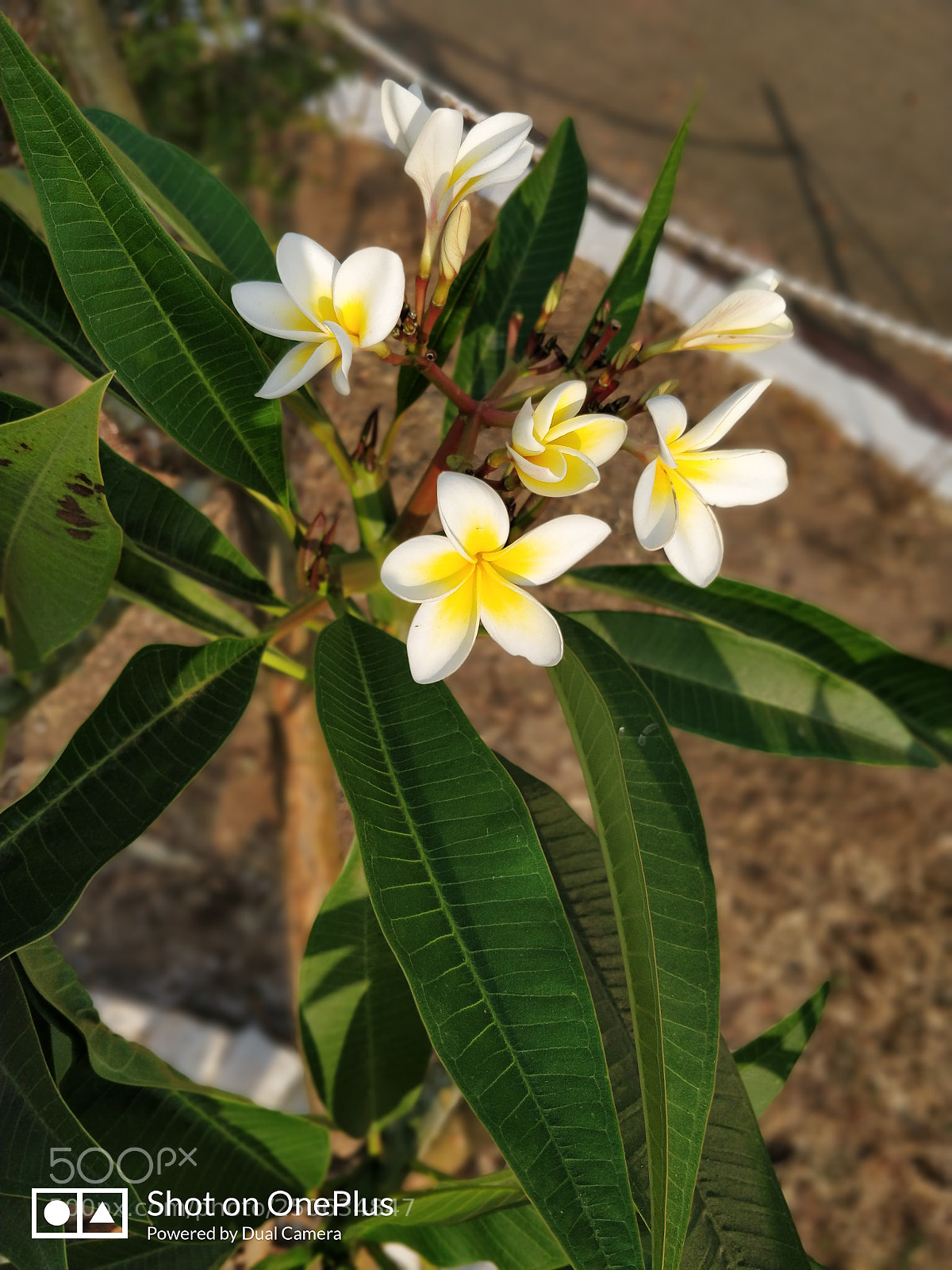 OnePlus 5T sample photo. Untitled photography