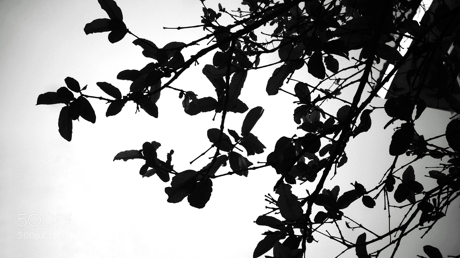 Sony Cyber-shot DSC-HX20V sample photo. Monocromo photography