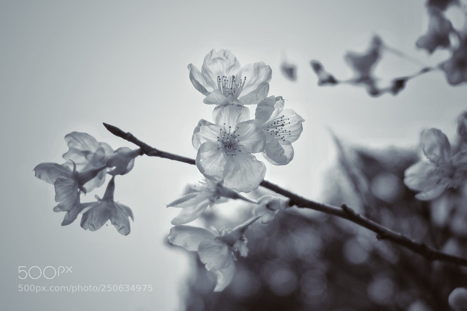 Fujifilm X-E1 sample photo. Sakura photography