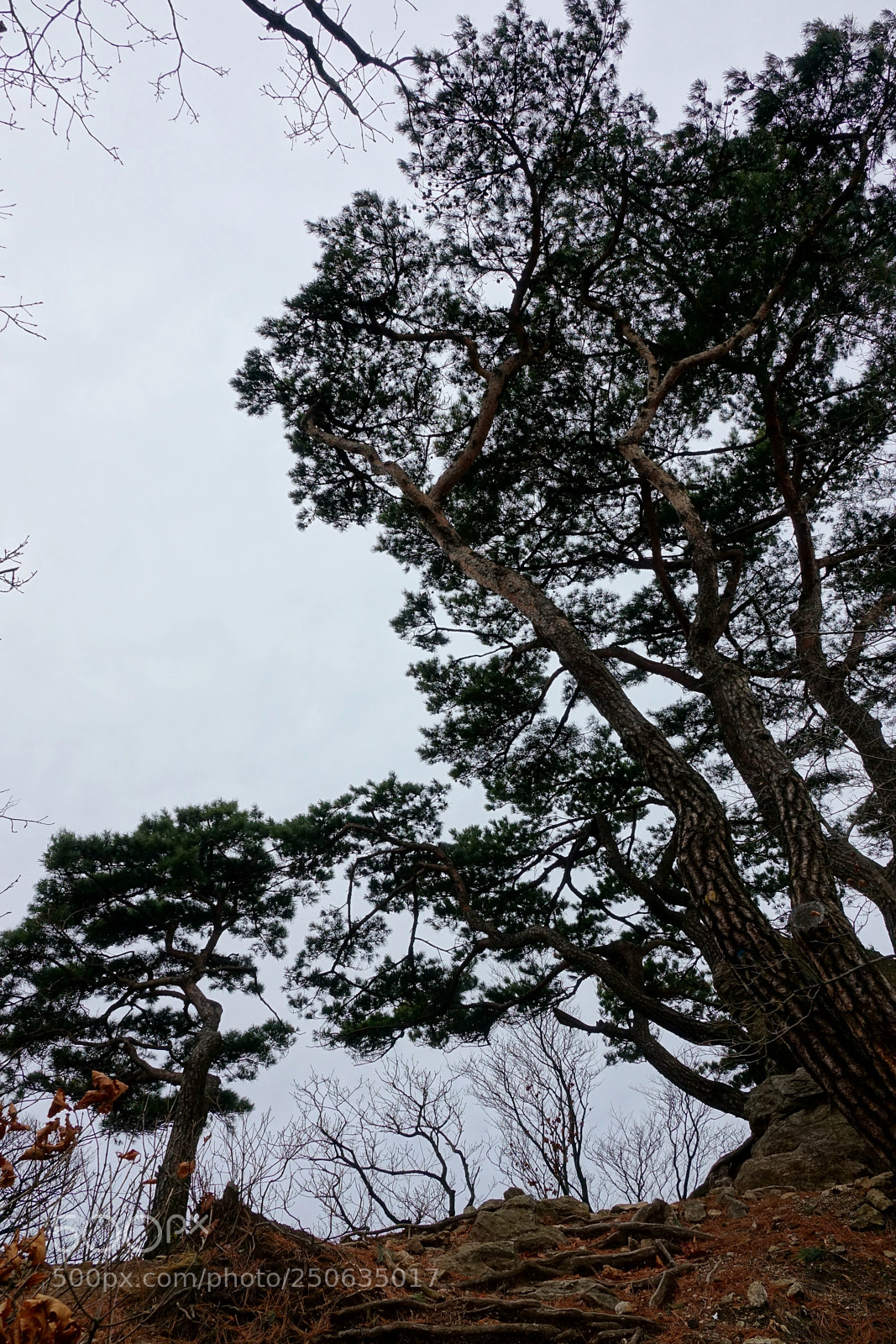 Sony Cyber-shot DSC-RX10 III sample photo. Untitled photography