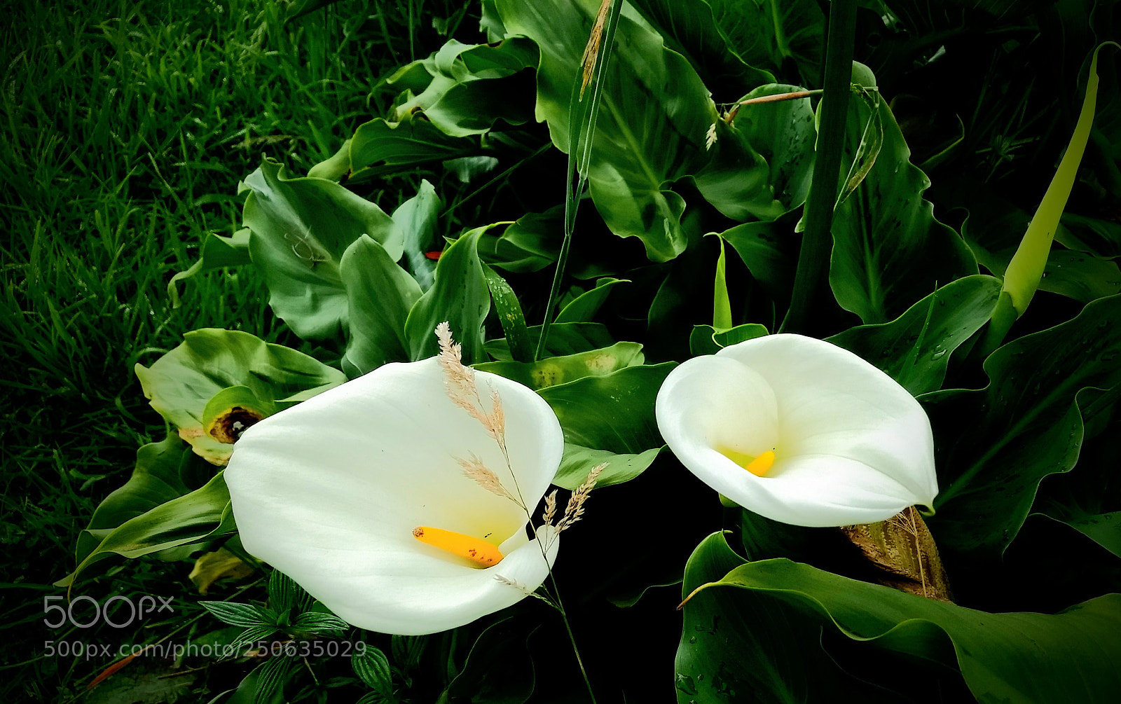 Motorola Moto G (5) Plus sample photo. Calla lily photography