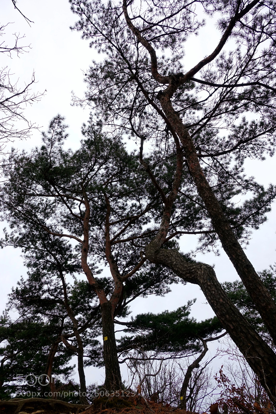 Sony Cyber-shot DSC-RX10 III sample photo. Untitled photography