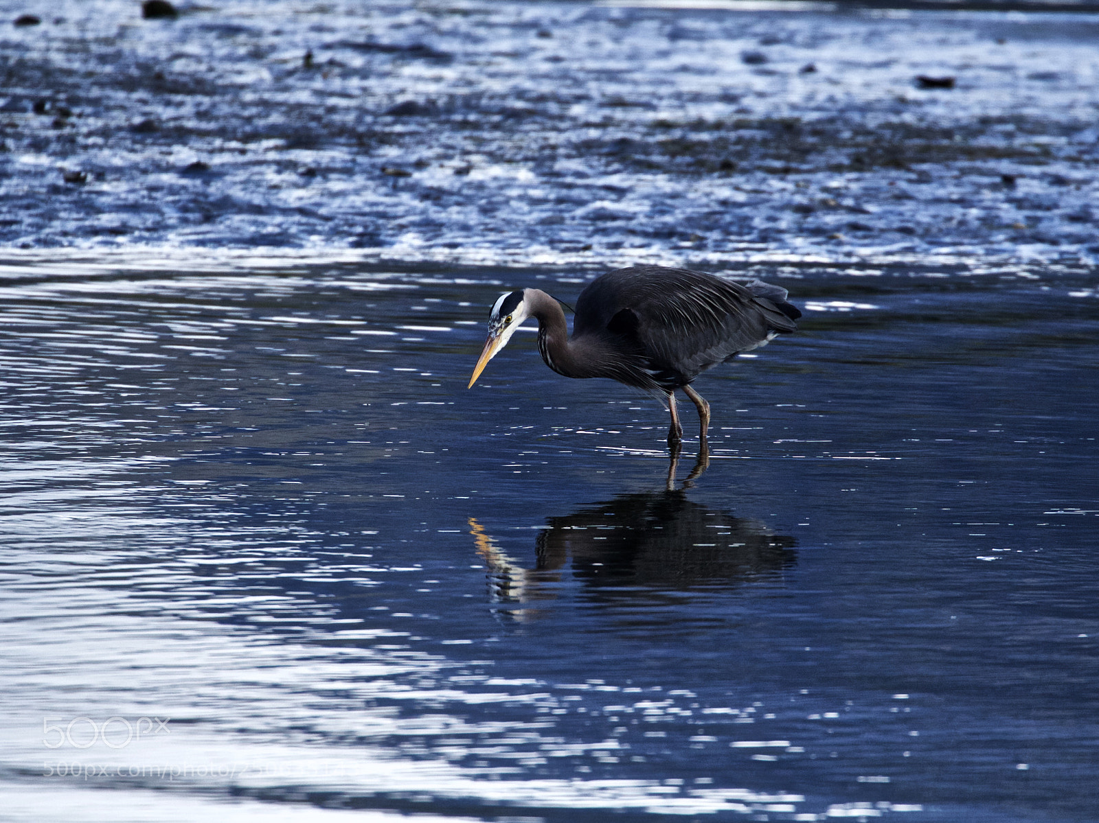 Canon EOS 600D (Rebel EOS T3i / EOS Kiss X5) sample photo. Great blue heron photography