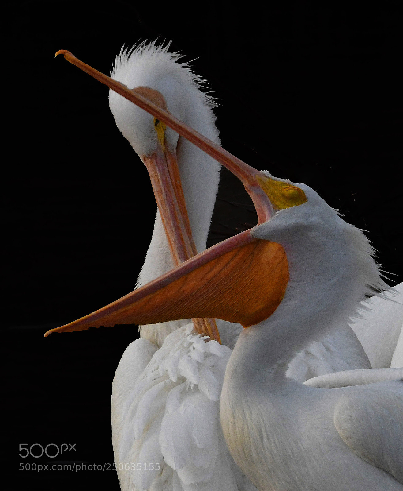 Nikon D500 sample photo. Pelicans at white rock photography
