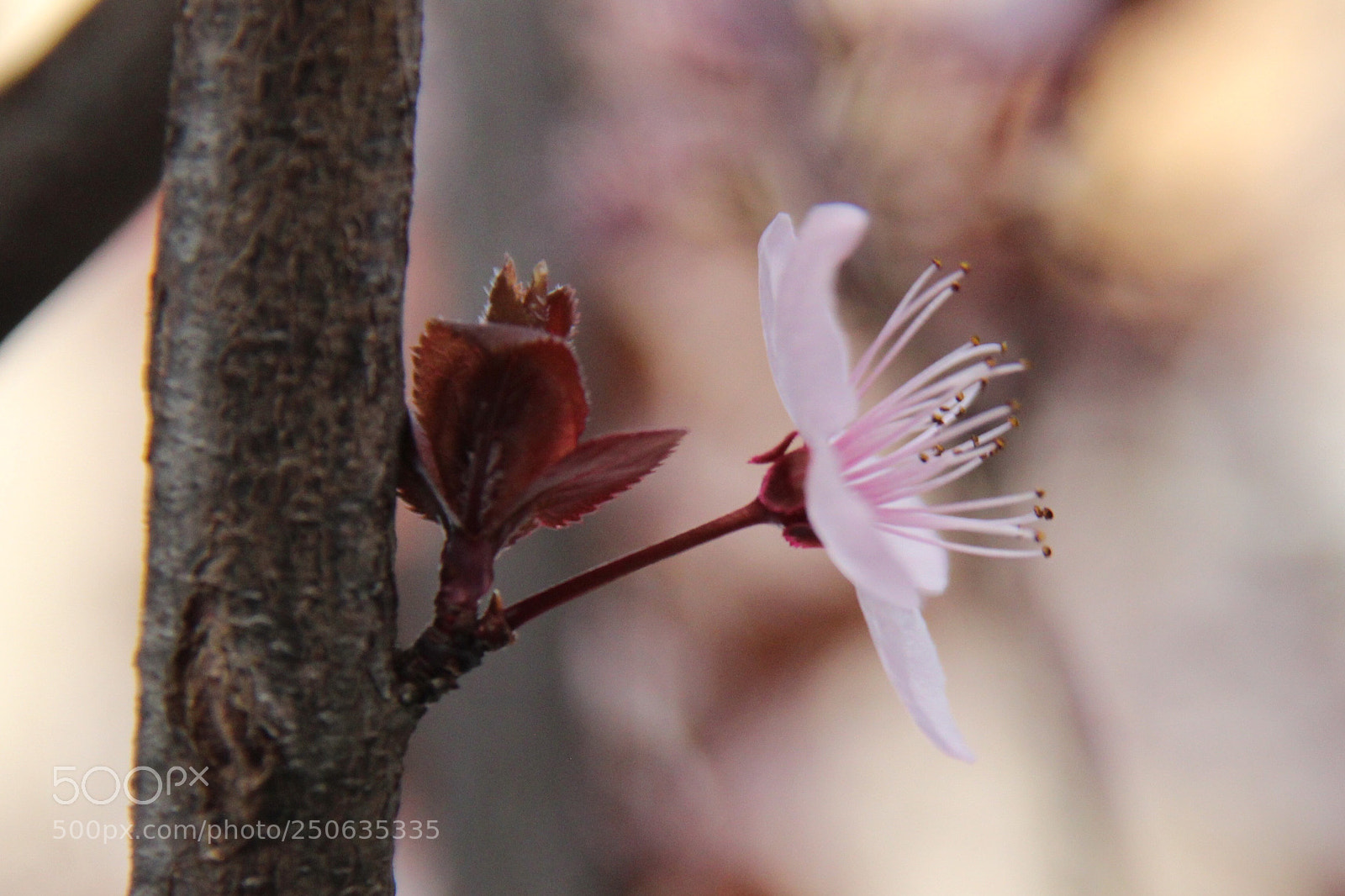 Canon EOS 600D (Rebel EOS T3i / EOS Kiss X5) sample photo. Pink beauty photography