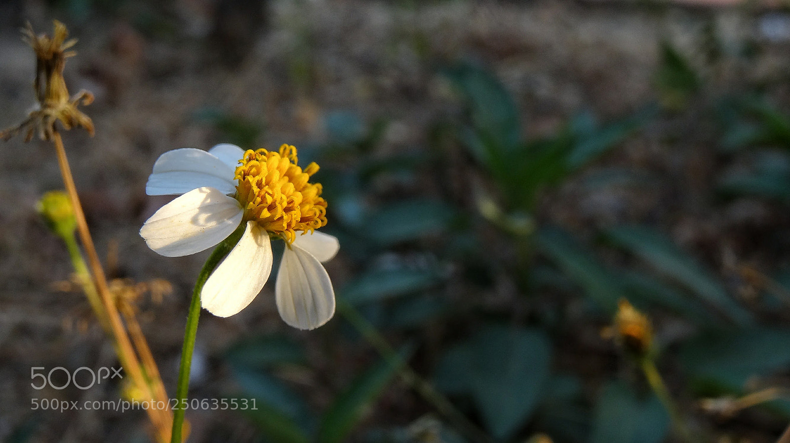 Sony Cyber-shot DSC-HX20V sample photo. Primeros rayos de sol photography