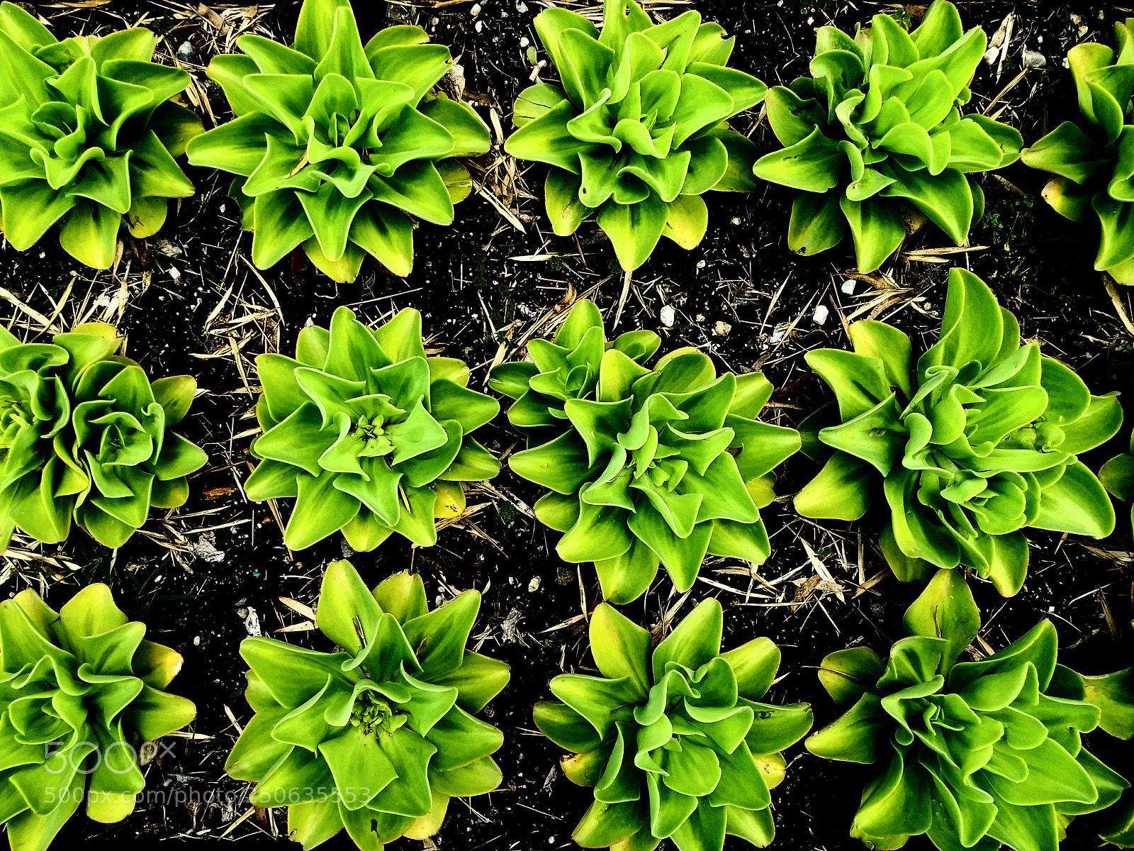 Motorola Moto G (5) Plus sample photo. Nature patterns photography