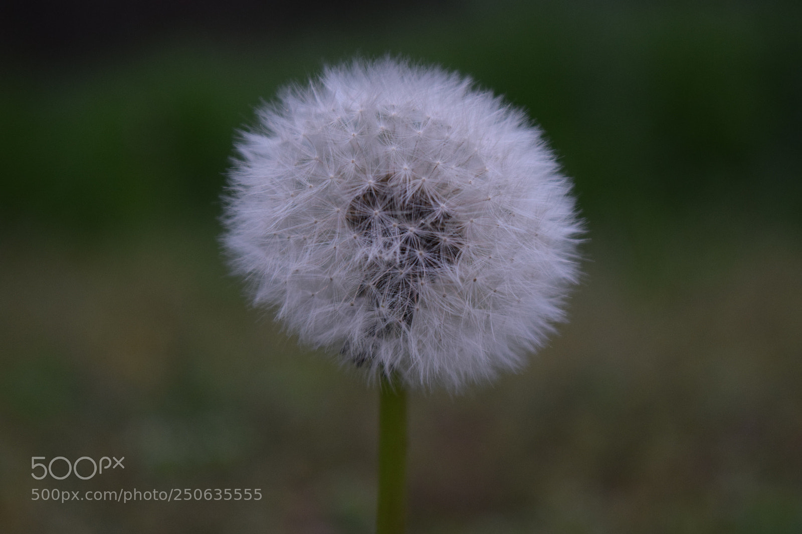 Nikon D5300 sample photo. Make a wish photography