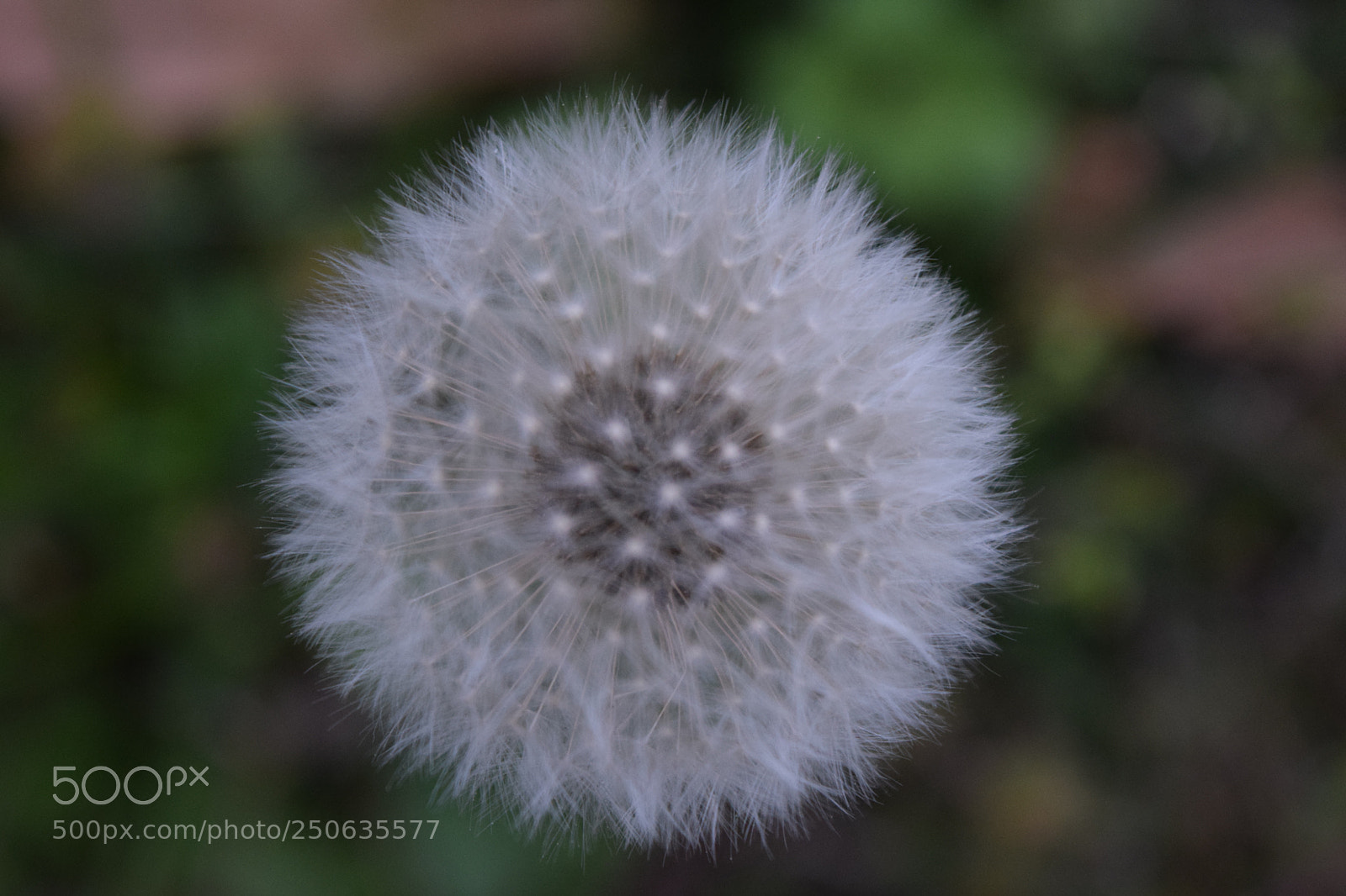 Nikon D5300 sample photo. In focus photography