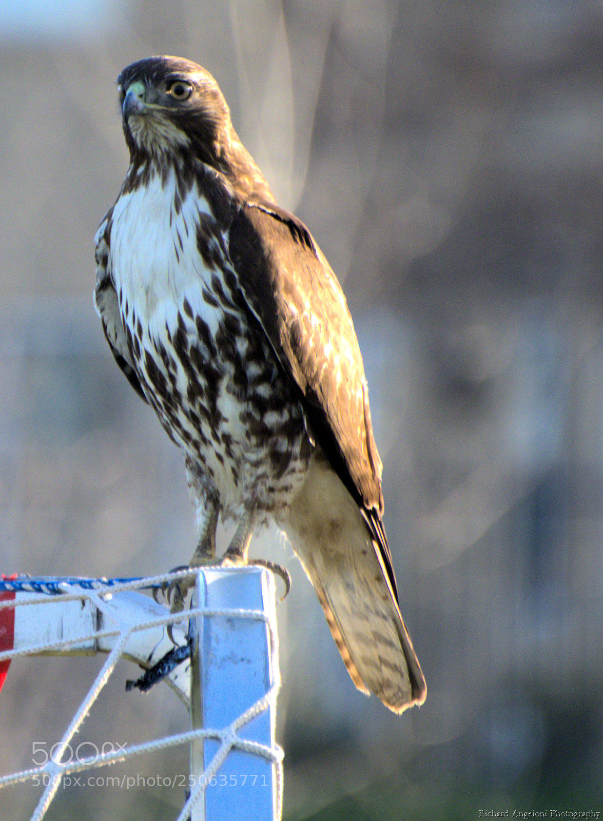 Nikon D7000 sample photo. Red tail hawk on photography