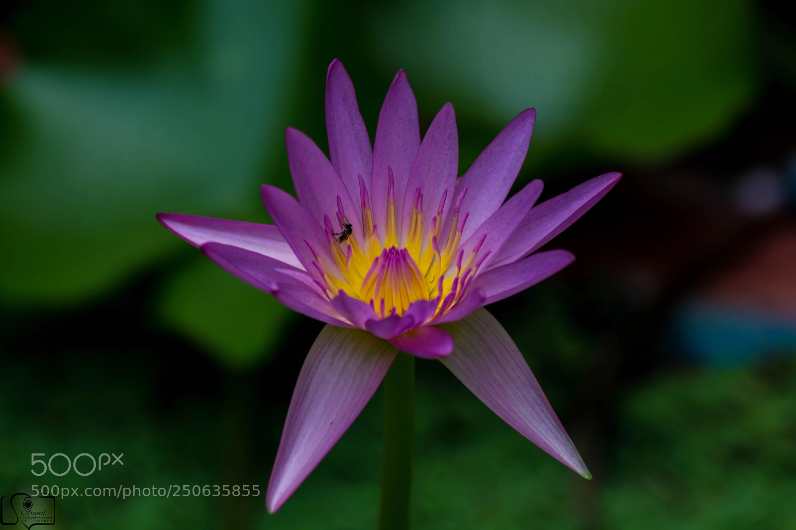 Nikon D7100 sample photo. Flower photography
