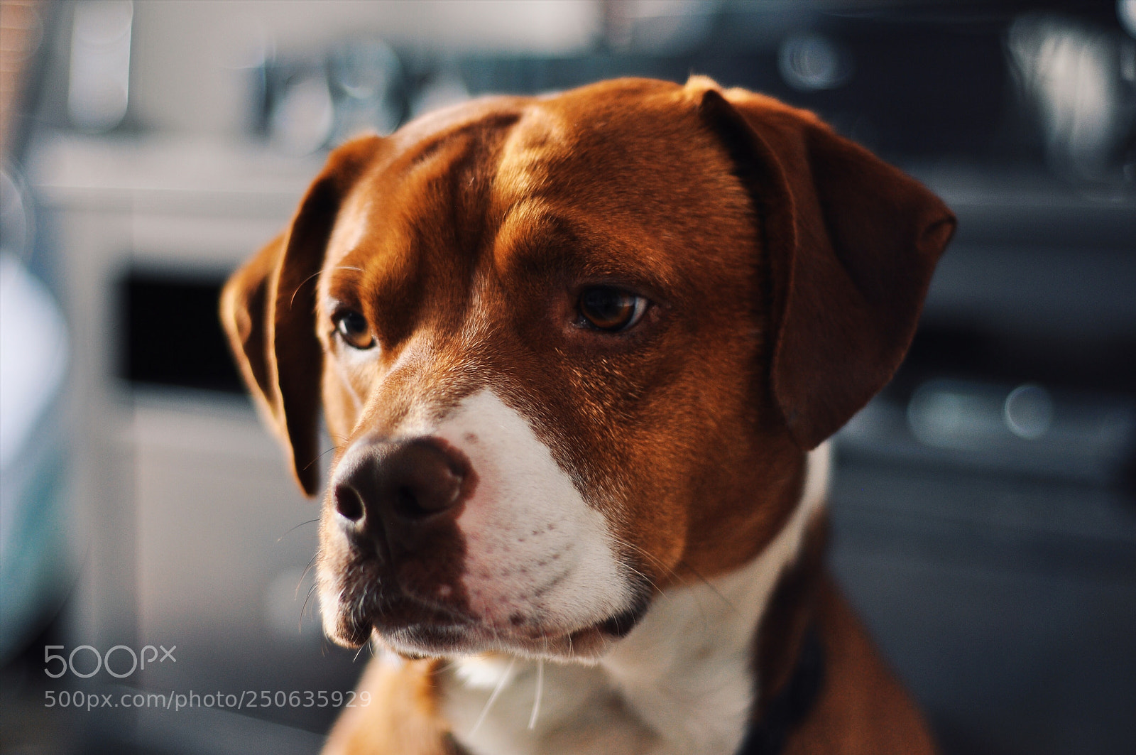 Nikon D90 sample photo. Apollo photography