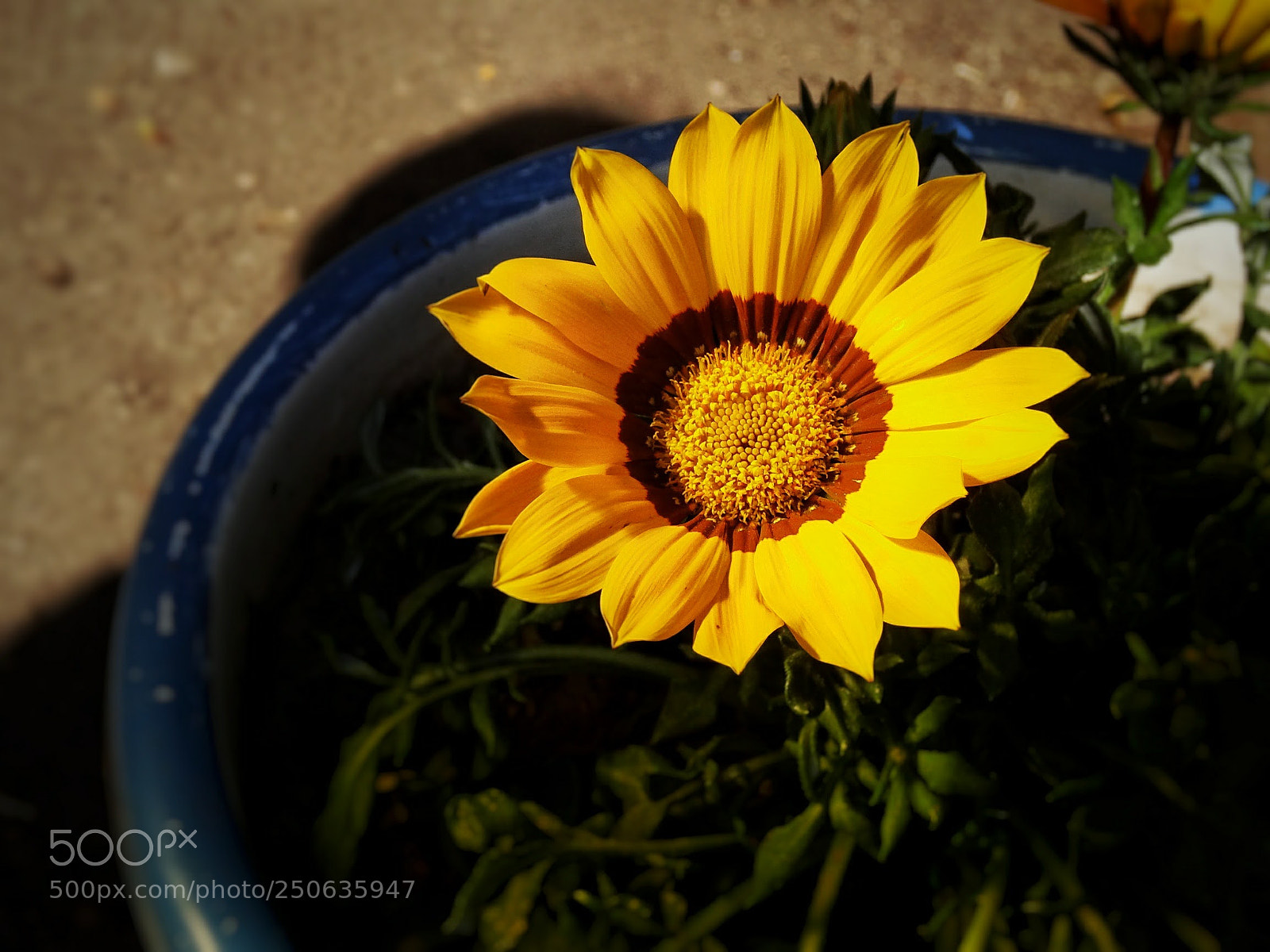Sony Cyber-shot DSC-HX20V sample photo. Belleza floral photography