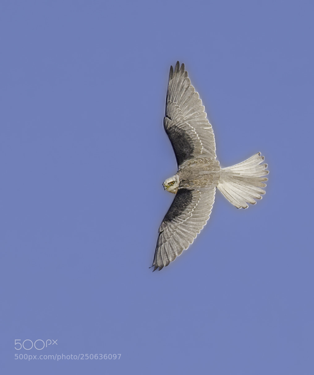 Nikon D7100 sample photo. White-tailed kite photography