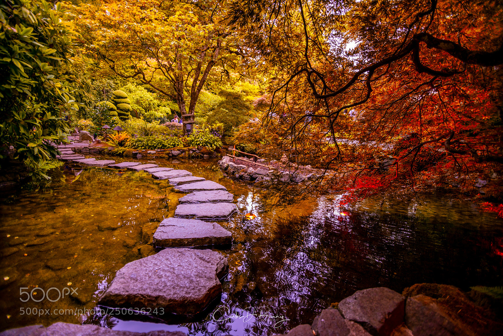 Nikon D600 sample photo. Japanese garden photography