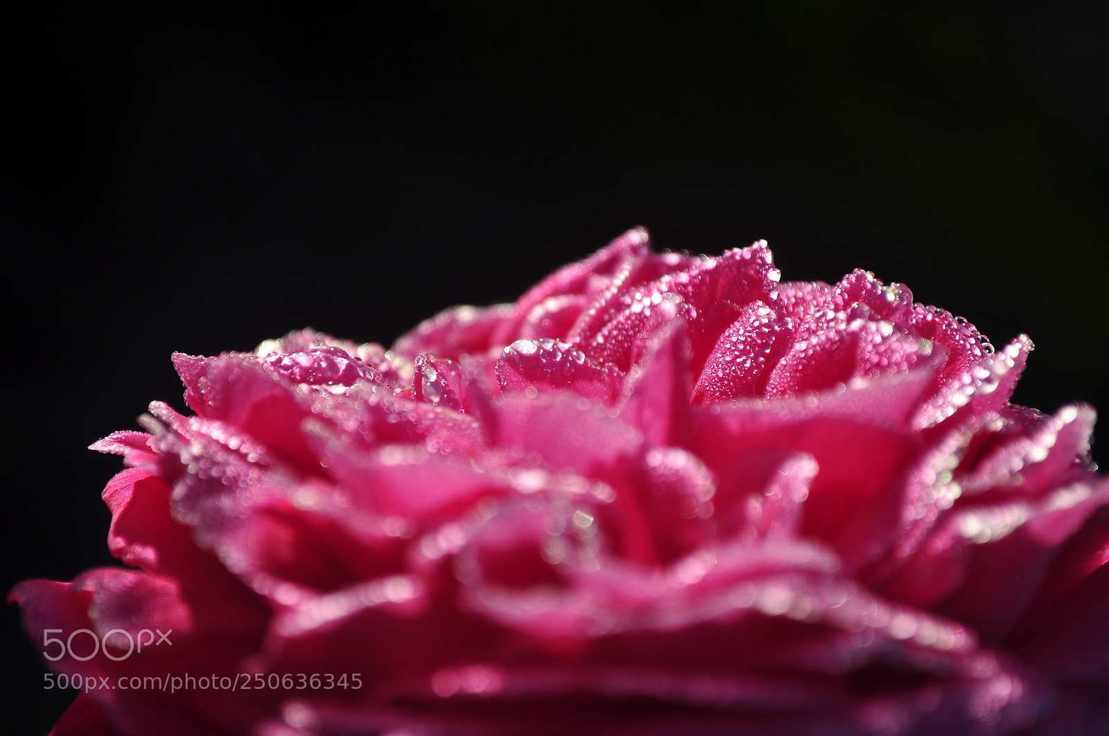 Nikon D5000 sample photo. Rose photography